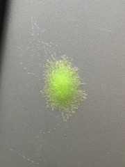 Gasteracanthinae