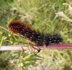 Rhodogastria similis
