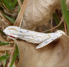 Rhodogastria similis