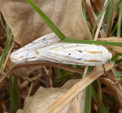 Rhodogastria similis