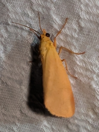 Plain-winged Virbia Moth photo 2