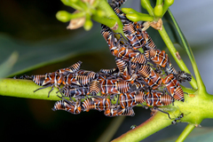 Eurymeloides punctata