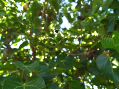 Gasteracantha mediofusca