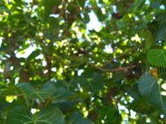 Gasteracantha mediofusca