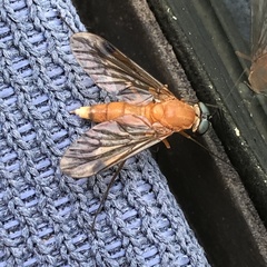 Chrysopilus ferruginosus