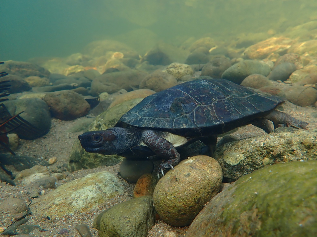 Enigmatic Leaf Turtle
