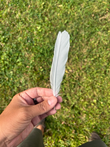 Plume de Goéland à bec cerclé
