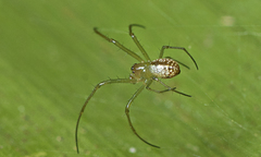 Mesida argentiopunctata