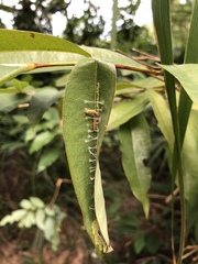 Hemiscopis sanguinea