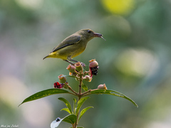 Dicaeum trigonostigma