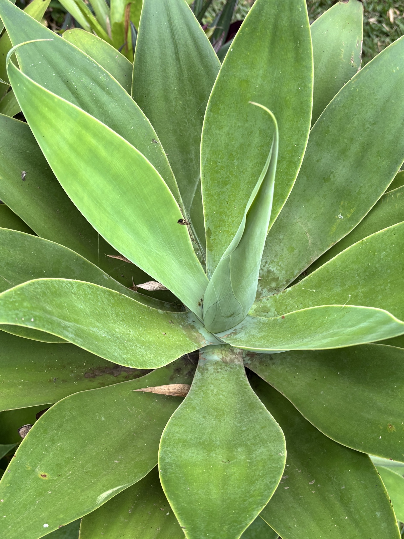 Agave attenuata