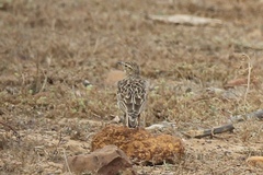 Galerida magnirostris