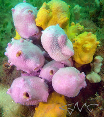 Pyura spinifera