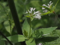 Asperula taurina