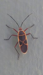 Melamphaus rubrocinctus