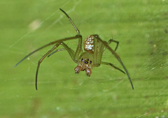 Mesida argentiopunctata