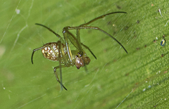 Mesida argentiopunctata