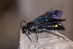 Laeviscolia frontalis