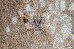 Tamopsis brisbanensis