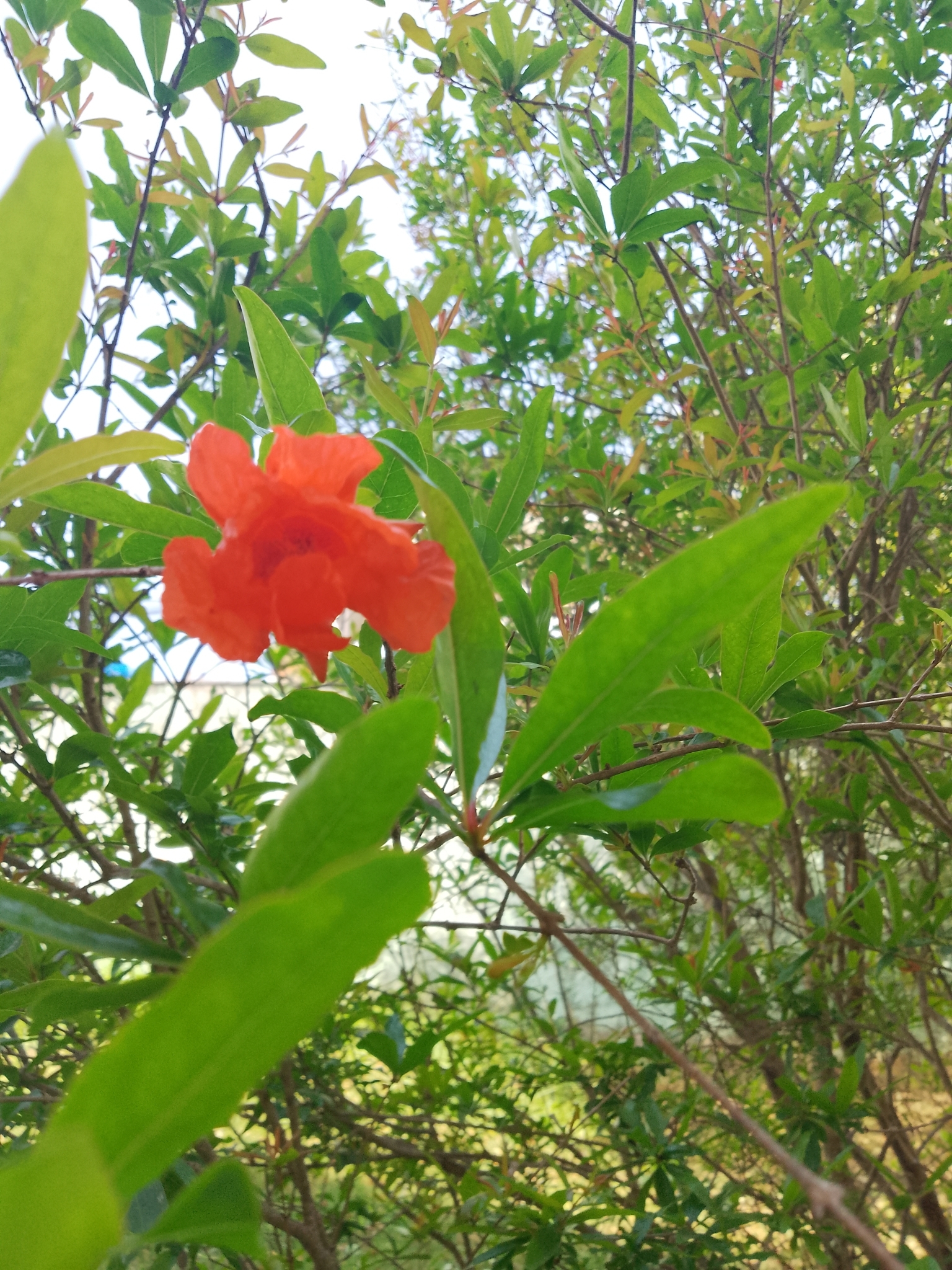 Punica granatum