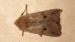 Agrochola blidaensis