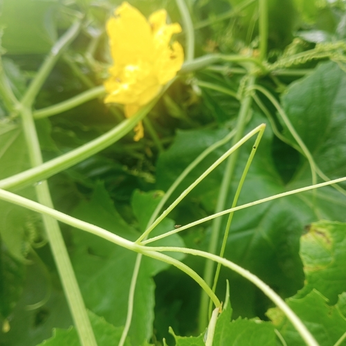 Sponge Gourd