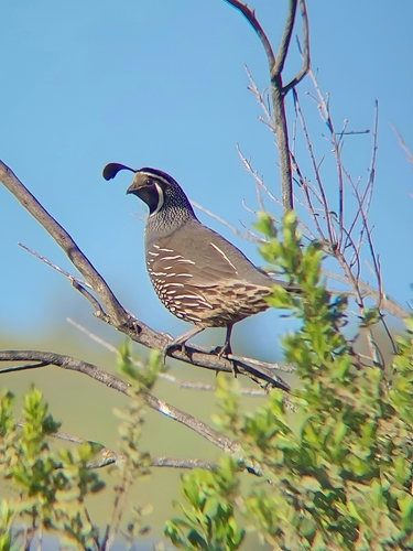 iNaturalist observation photo of California Quail