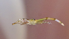 Miagrammopes flavus