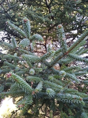 Abies pinsapo