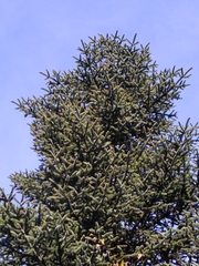 Abies pinsapo