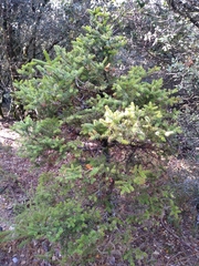 Abies pinsapo