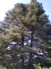 Abies pinsapo