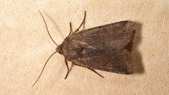 Agrochola haematidea