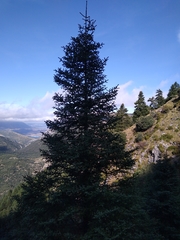 Abies pinsapo