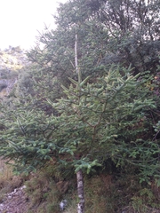 Abies pinsapo