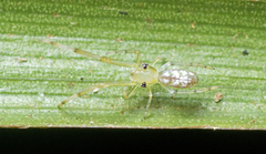 Miagrammopes flavus