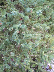 Abies pinsapo