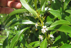 Myoporum aff insulare × laetum