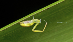 Miagrammopes flavus