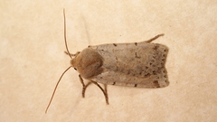 Conistra daubei