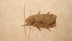 Conistra daubei