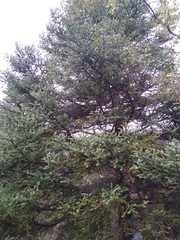 Abies pinsapo