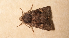 Dryobota labecula