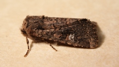 Dryobota labecula