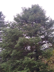 Abies pinsapo