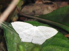Acropteris ciniferaria