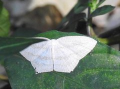 Acropteris ciniferaria
