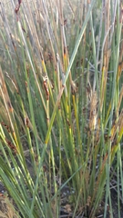 Machaerina juncea