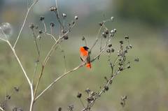 Euplectes franciscanus