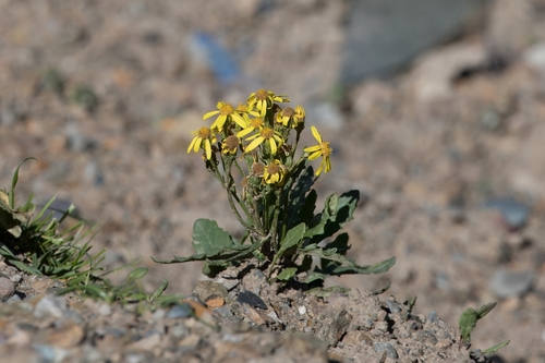 Senecio thianschanicus
